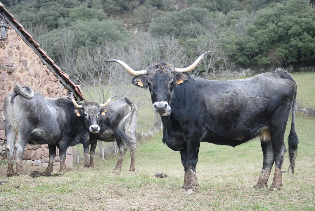 El Molino De Cicera 게스트하우스 객실 사진